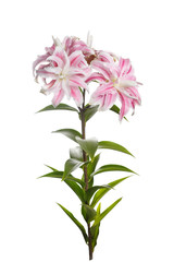 A branch of unusual pink flowers of terry lily isolated on a white background.