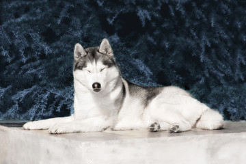 A sleepy mature Siberian husky female dog is lying down on marble floor near a fir tree. The background is grey. A bitch has grey and white fur, her eyes are closed. © Rabinger
