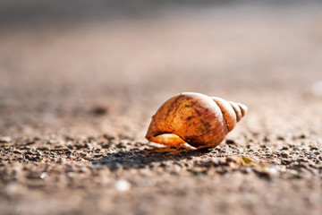 Shells have translucent light on the concrete floor.