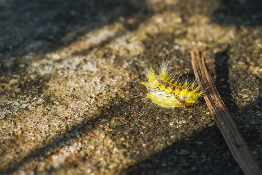 Parasa lepida, the nettle caterpillar or blue-striped nettle grub, is a moth of the Limacodidae family. Worm with green feathers on the ground.
