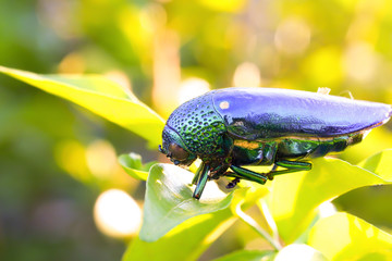 Jewel beetle or Metallic wood-boring beetle water drops on them. Buprestidae is a family of beetles, One of the World's most beautiful insects with wings shiny color as a gem from forest of Thailand.