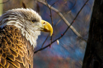 portrait of an eagle