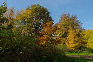 Colorful autumn nature outdoor scene