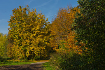 Fototapeta premium Colorful autumn nature outdoor scene