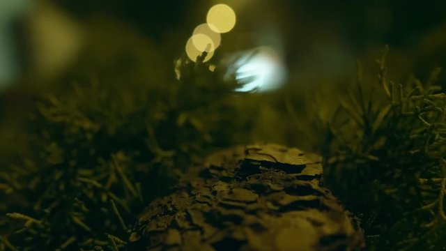 Close-up thuja branch with piece of bark stuck in it, swinging in the wind branch of evergreen bush against street of night city with ars traffic and bright lantern lights, defocused video with bokeh