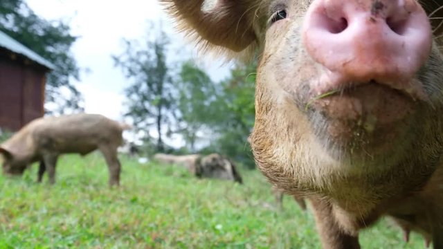 Pig with her piglets are eating chawing