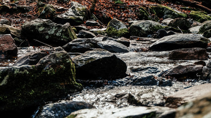 Fototapeta premium stream in the forest