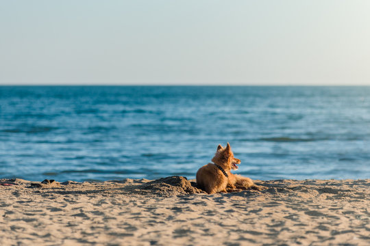 Happy dog lying on sand beach on summer day