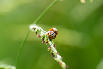 double ladybugs on grass flower