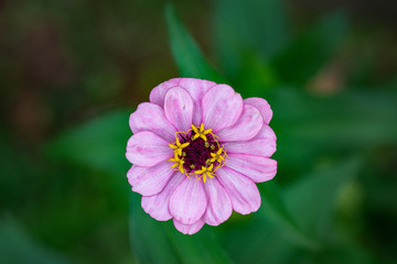 Obraz premium beautiful pink rose