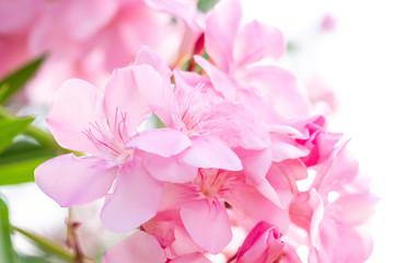 Close-up light pink oleander flower blooming (Nerium oleander L.).