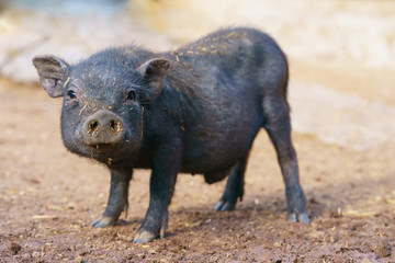 Cute black baby-pig