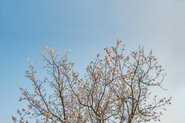 Beautiful apricot tree
