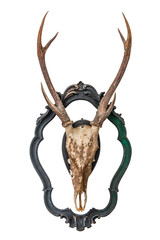 Bull head skull isolated on white background