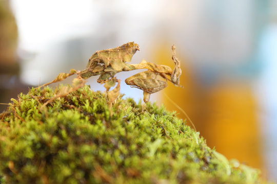 Ghost Mantis Phyllocrania paradoxa