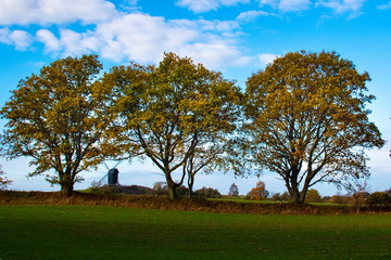 3 trees in the horizon
