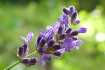 Lavender flower macro  on a green blurred background. Lavender bloom. Lavender Season