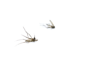 Mosquitoes Died due to insecticide on white background.
