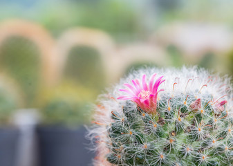 cactus in  garden
