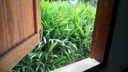 nature green bamboo 