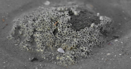 Seepocken auf einer Muschel