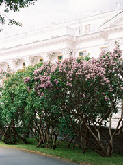 garden flowers