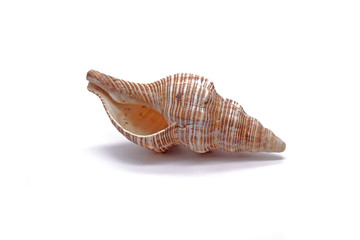 Sea shell , isolated on white background