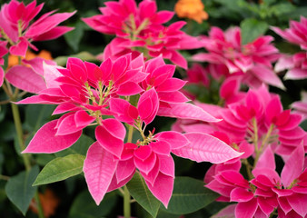 Beautiful Red Christmas Poinsettia or Euphorbia pulcherrima