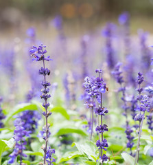 Fototapeta premium Close up lavender flower