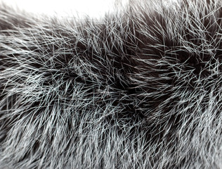black and gray fur on a white background