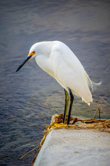 A Snowy White Egret in Sanibel Island, Florida