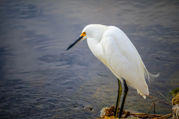 A Snowy White Egret in Sanibel Island, Florida