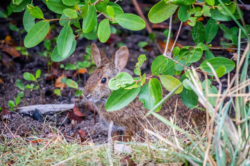 Naklejka na ściany i meble A brown Swamp Rabbit in Sanibel Island, Florida