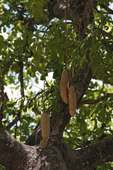 Fototapeta premium ripe fruits hang on the tree sausage, Kigelia Pinnata, Botswana