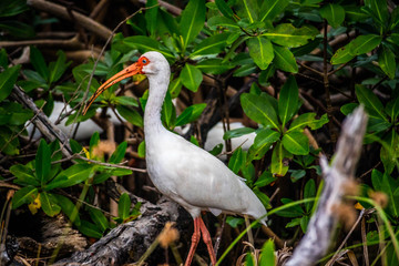 A natural white Ibis in Sanibel Island, Florida