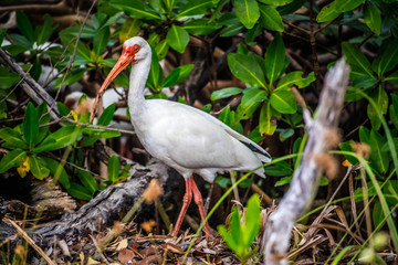 A natural white Ibis in Sanibel Island, Florida