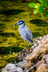 A Yellow-Crowned Night Heron in Sanibel Island, Florida