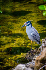 A Yellow-Crowned Night Heron in Sanibel Island, Florida