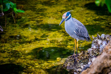 A Yellow-Crowned Night Heron in Sanibel Island, Florida