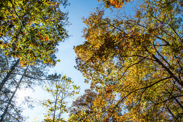 Autumn treetops