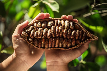 Cocoa pod in the hands close-up. Green leaves at the background.