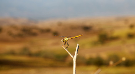 Yellow Dragonfly on branch