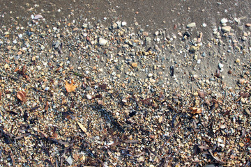 Wet beach sand pebbles stones algae traces surface