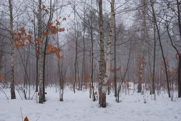 Winter forest and fog. Beautiful winter landscape with fog. Trees in the fog. Winter fog in the forest.
