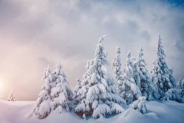 Fotobehang Winter Fabulous frozen fir trees. Location Carpathian, Ukraine, Europe.