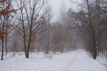 Winter forest and fog. Beautiful winter landscape with fog. Trees in the fog. Winter fog in the forest.