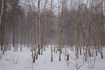 Winter forest and fog. Beautiful winter landscape with fog. Trees in the fog. Winter fog in the forest.