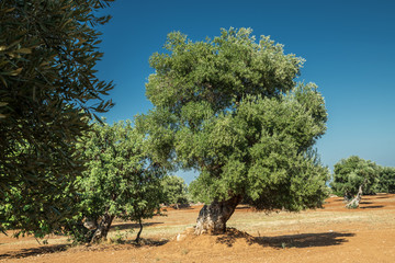 Fototapeta premium Mediterranean olive plantation and an old olive tree in the foreground.