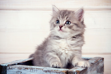 Gray kitten sits in a blue wooden box, looks up.