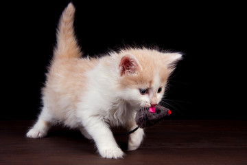 little kitten playing with a toy mouse on a dark wooden background.copy space